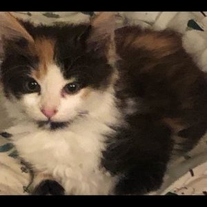 Meet your Posher, Cheryl